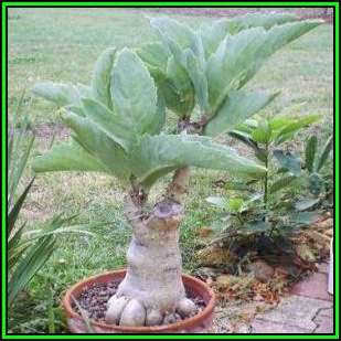 Cyphostemma juttae - 5 Seed Pack - Namibian Grape - Indigenous Succulent Caudiciform - NEW