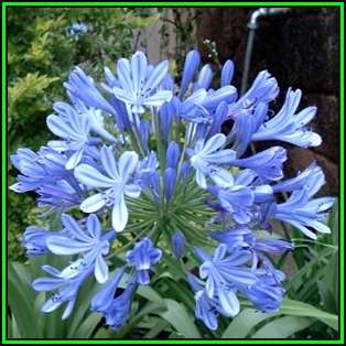 Agapanthus africanus subsp. africanus - 10 Seed Pack - South African Indigenous Perennial Bulb - New