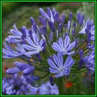 Agapanthus africanus subsp. africanus Seeds - South African Indigenous Perennial Bulb - New