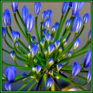 Agapanthus campanulatus - 10 Seed Pack - South African Indigenous Perennial Bulb - New