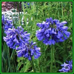 Agapanthus campanulatus - 100 Bulk Seed Pack - South African Indigenous Perennial Bulb - New