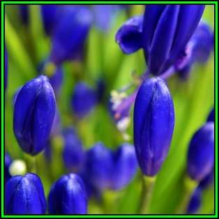 Agapanthus campanulatus - 20 Seed Pack - South African Indigenous Perennial Bulb - New