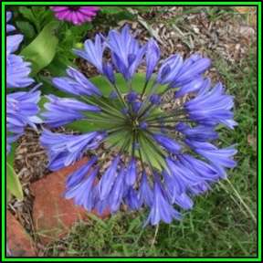 Agapanthus caulescens - 10 Seed Pack - South African Indigenous Perennial Bulb - New
