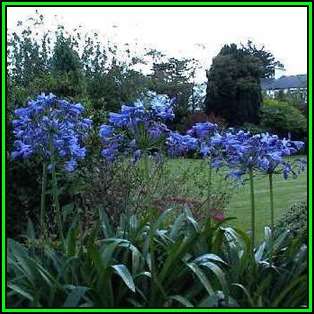 Agapanthus caulescens Seeds - South African Indigenous Perennial Bulb - New