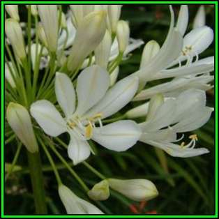 Agapanthus praecox White - 10 Seed Pack - South African Indigenous Perennial Bulb - New