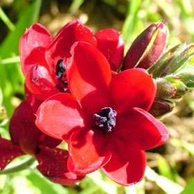 10 Babiana villosa Seeds - Buy Seeds for South African Indigenous Bulbs - Worldwide Shipping!