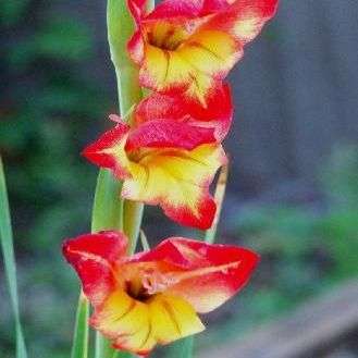 20 Gladiolus dalenii Seeds - South African Indigenous Perennial Bulb - Flat Global Ship Rate