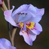 20 Gladiolus martleyi Seeds - South African Indigenous Perennial Bulbs - Insured Shipping