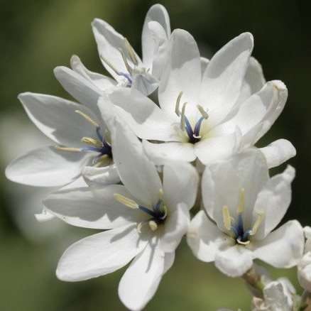 Ixia polystachya Seeds - South African Indigenous Bulbs Seeds + FREE SEEDS