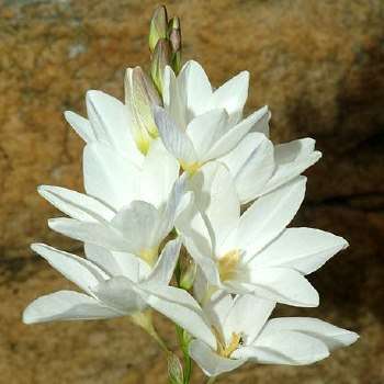 5 Ixia polystachya Seeds - South African Indigenous Bulbs Seeds + FREE SEEDS