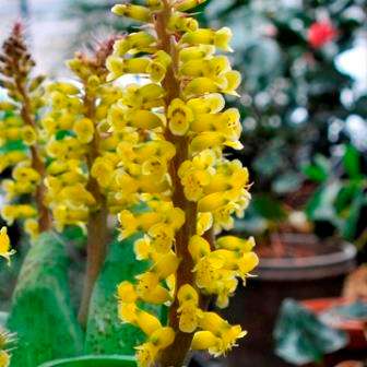 Lachenalia ventricosa Seeds - Indigenous South African Native Perennial Bulb Seeds