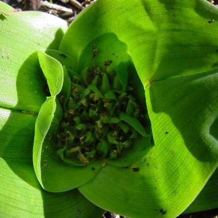 Androcymbium eucomoides Seeds - Indigenous South African Native Perennial Bulb