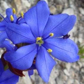 Aristea anceps Seeds - South African Indigenous Perennial Bulb - Flat Ship Rate