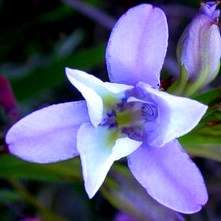 Babiana fourcadei Seeds - South African Indigenous Perennial Bulb -Combined Worldwide Shipping