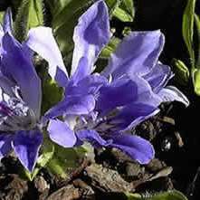 5 Babiana leipoldtii Seeds - Indigenous South African Perennial Bulb Seeds for Sale in South Africa