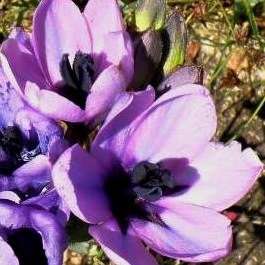 6 Babiana melanops Seeds - Indigenous South African Perennial Bulb Seeds for Sale