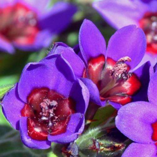 Babiana rubrocyanea Seeds- Indigenous South African Perennial Bulb Seeds for Sale in South Africa