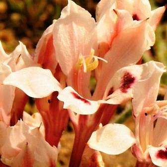 10 Babiana tubiflora Seeds - Indigenous South African Perennial Bulb Seeds for Sale in South Africa