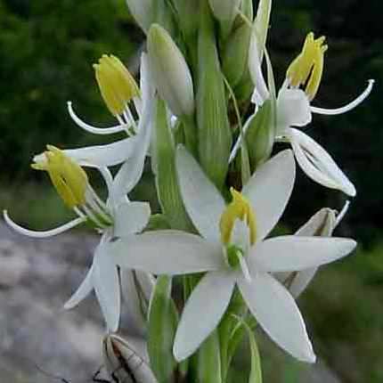 10 Chlorophytum bowkeri Seeds - Indigenous South African Native Perennial Bulb Seeds from Africa