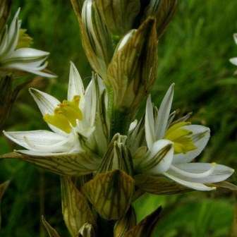 10 Chlorophytum haygarthii Seeds - Indigenous South African Native Perennial Bulb Seeds from Africa
