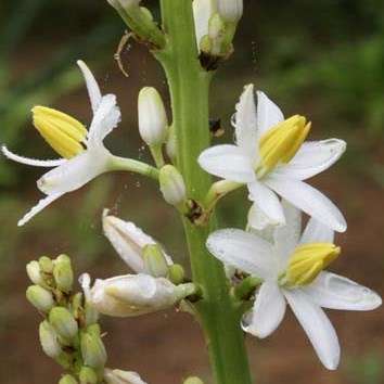 10 Chlorophytum krookianum Seeds - Indigenous South African Native Perennial Bulb Seeds from Africa