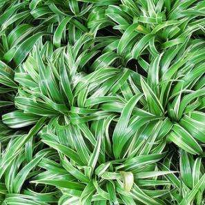 Chlorophytum modestum Seeds - Indigenous South African Native Perennial Bulb Seeds from Africa