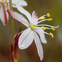 10 Chlorophytum undulatum Seeds - Indigenous South African Native Perennial Bulb Seeds from Africa