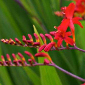 10 Crocosmia paniculata Seeds +FREE Seeds with ALL Orders - Indigenous South African Perennial Bulb