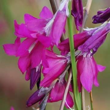 10 Dierama pictum Seeds - Indigenous South African Native Perennial Bulb Seeds from Africa