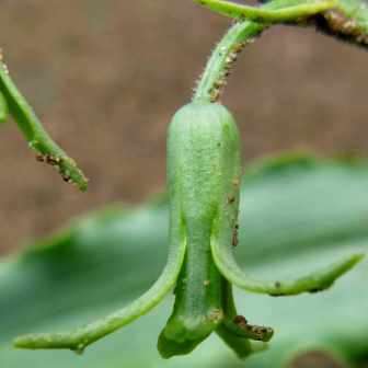 4 Dipcadi platyphyllum Seeds - Indigenous South African Native Perennial Bulb Seeds from Africa