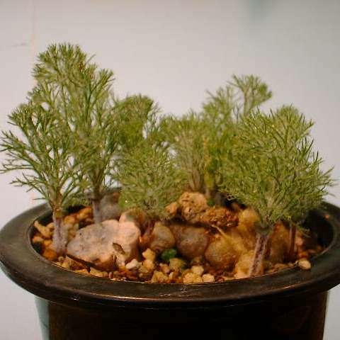 Eriospermum paradoxum - Indigenous South African Endemic Perennial Bulb Seeds from Africa