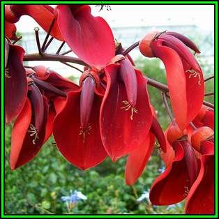 Erythrina crista-galli Seeds - Brazilian Cockspur Coral Tree - Exotic NEW