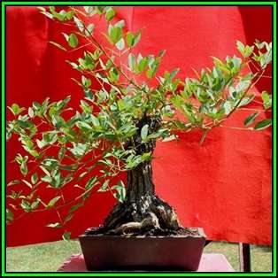 Erythrina crista-galli Seeds - Brazilian Cockspur Coral Bonsai - Exotic NEW