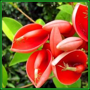 Erythrina crista-galli - 10 Seed Pack - Brazilian Cockspur Coral Tree - Exotic NEW