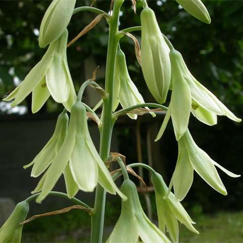 Galtonia viridiflora Seeds - Indigenous South African Perennial Bulb Seeds from Africa
