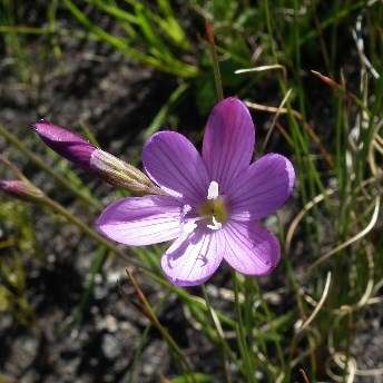 Geissorhiza hesperanthoides Seeds Indigenous South African Perennial Bulb Seeds from Africa