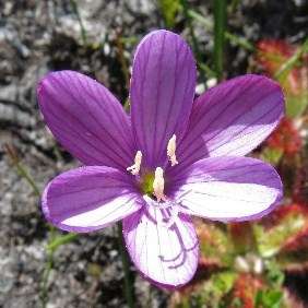 Geissorhiza hesperanthoides Seeds Indigenous South African Perennial Bulb Seeds from Africa