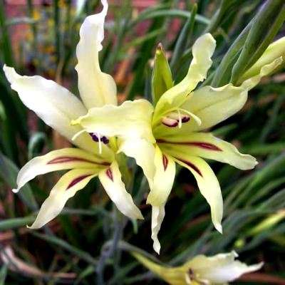 5 Gladiolus angustus Seeds - Indigenous South African Native Perennial Bulb Seeds from Africa