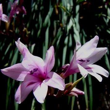 Gladiolus aquamontanus Seeds - Indigenous South African Bulb Perennial -Insured Flat Ship Rate