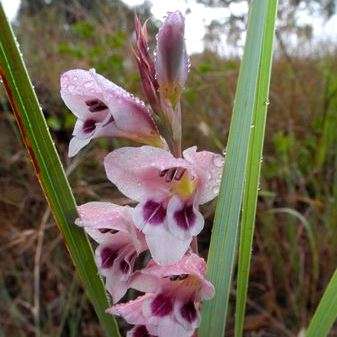 10 Gladiolus crassifolius x densiflorus Seeds - Indigenous South African Perennial Bulb