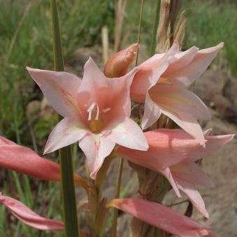 10 Gladiolus dolomiticus Seeds - Indigenous South African Native Perennial Bulb Seeds from Africa
