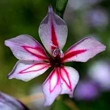 5 Gladiolus gueinzii - Indigenous South African Endemic Perennial Bulb Seeds from Africa - Sementes