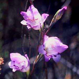 10 Gladiolus inflatus Seeds - Indigenous South African Native Perennial Bulb Seeds from Africa