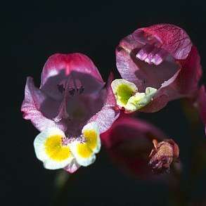 Gladiolus mostertiae Seeds - Indigenous South African Native Perennial Bulb Seeds from Africa