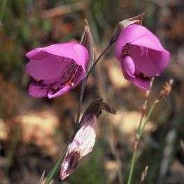 Gladiolus rogersii - Indigenous South African Endemic Perennial Bulb Seeds from Africa - Global Ship