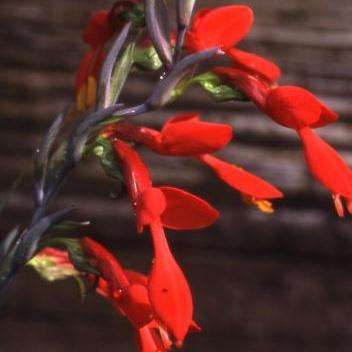10 Gladiolus splendens Seeds - Indigenous South African Perennial Bulb Seeds from Africa