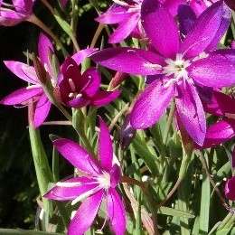 10 Hesperantha oligantha Seeds - Rare Indigenous South African Perennial Bulb Seeds From Africa