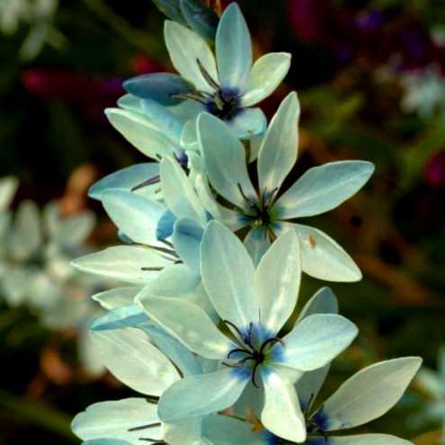 5 Ixia amethystina Seeds - Rare Indigenous South African Endemic Perennial Bulb Seeds From Africa
