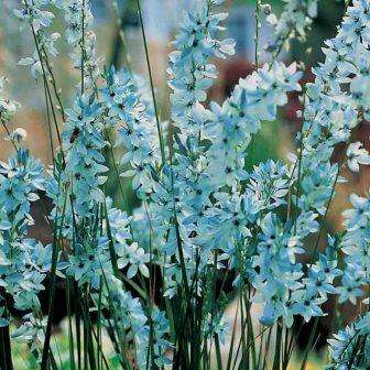 5 Ixia amethystina Seeds - Rare Indigenous South African Endemic Perennial Bulb Seeds From Africa