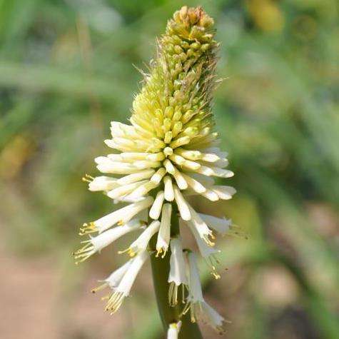 5 Kniphofia albescens Seeds Indigenous South African Endemic Perennial Bulb Seeds from Africa